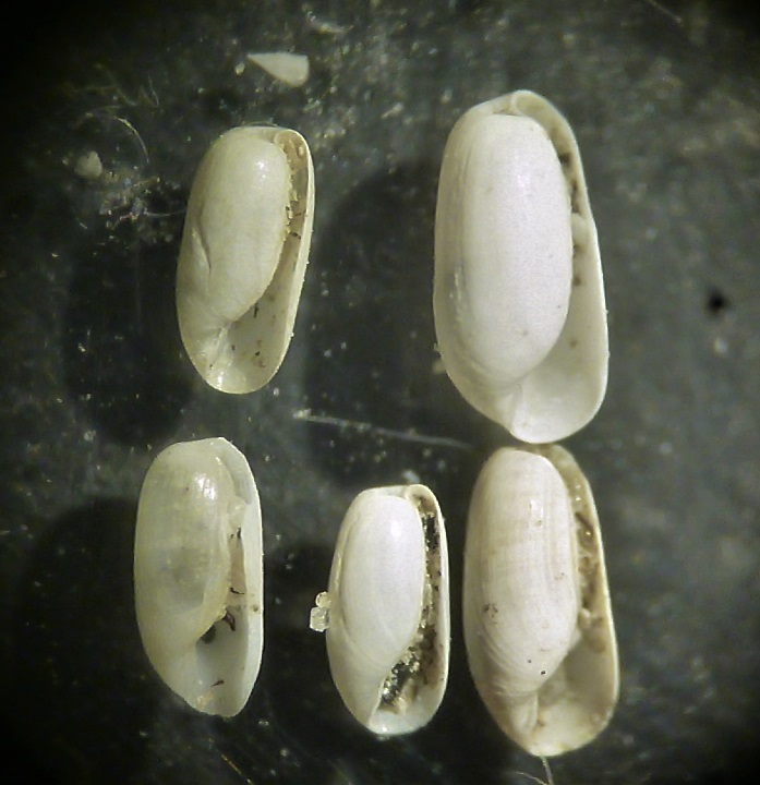 Retusa da determinare